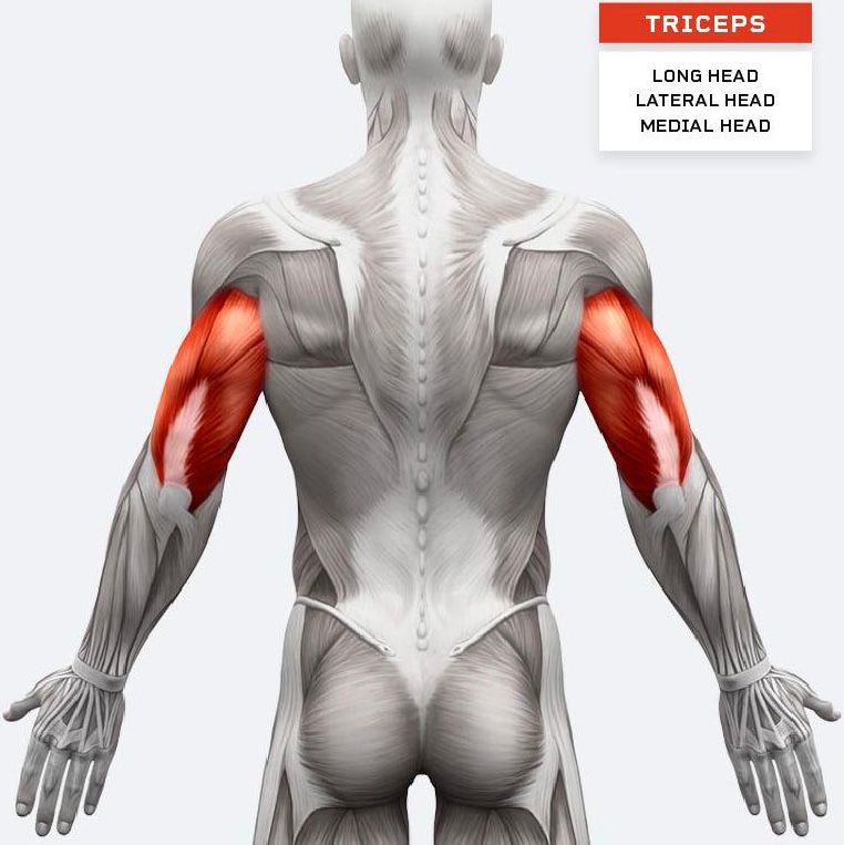 Triceps Workout